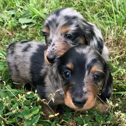 Dachshunds and French Bulldogs from Small Wonders Kennel, LLC