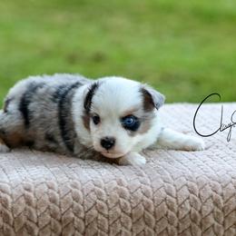 Texas Pete - Blue merle male Miniature Australian Shepherd puppy in Prague, Oklahoma from Clay Creek Aussies