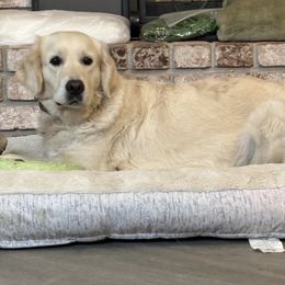 Golden Retriever puppies from Family Loved Golden Retrievers