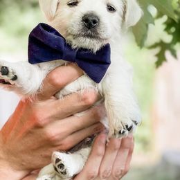 Giant Schnauzers and West Highland White Terriers from Diamond in the Ruff