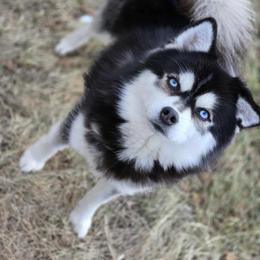 Pomsky puppies from Pomsky Power Puppies