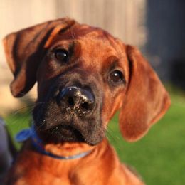 Rhodesian Ridgeback Puppies from Zenkosi Ridgebacks