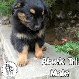 Zack - Black tri male Miniature Australian Shepherd puppy in Jaroso, Colorado from Heaven Sent Aussies