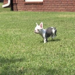 Dolly - Blue female Companion Cross puppy in Fort Smith, Arkansas from Blue Elite Boston Terriers Frenchies & Frenchtons