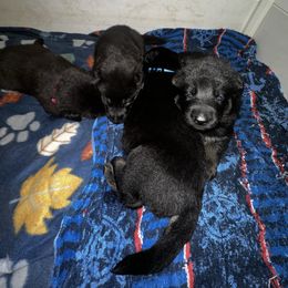 German Shepherd puppies from Alamo Canine