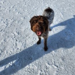 Wirehaired Pointing Griffon All Grown Up from Maine Backwoods Kennel