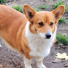 Freya - Pembroke Welsh Corgi