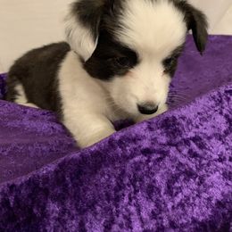 Cardigan Welsh Corgi Puppies from Luxe Cardigan Welsh Corgis