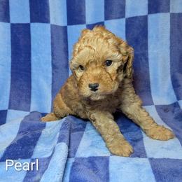 Pearl - Buff and white female Cockapoo puppy in Sunset, Louisiana from Cano Cockapoos
