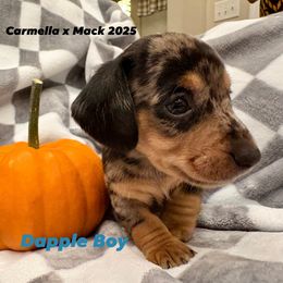 Silver Dapple Boy 1 - Dapple male Dachshund puppy in Aiken, South Carolina from Riverside Dachshunds