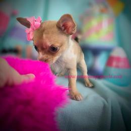 Cobbler - Merle female Chihuahua puppy in Piqua, Kansas from Cute As A Cupcake Chihuahuas