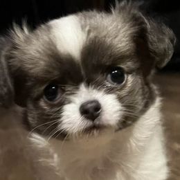 Chihuahuas from Lils Chihuahua WV