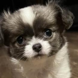 Chihuahuas from Lils Chihuahua WV