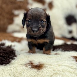 Boy 2 - Red male Dachshund puppy in Amesbury, Massachusetts from Fox Hill Farm & K9