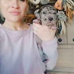 Great Dane Puppies from Pepper Mae Danes