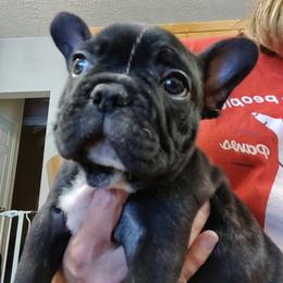 French Bulldog All Grown Up from Brimstone Farms