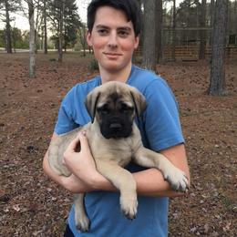 Mastiff Puppies from Two Ponds Mastiffs