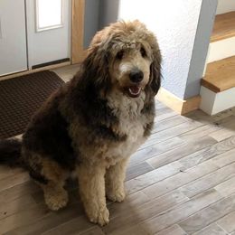 Bernedoodle All Grown Up from Walnut Hollow Kennels