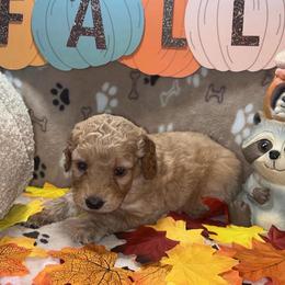 Cappuccino - Apricot female Goldendoodle puppy in Warren, Michigan from Annette Patterson