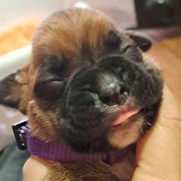 Purple girl - Fawn female Boxer puppy in Franklin, Georgia from Lakeside Kennels of Franklin