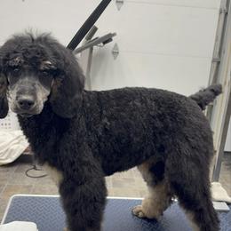 Clove - Phantom female Poodle puppy in Wessington Springs, South Dakota from Foot Hills Amazing Poodles