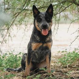 Flora (RETIREMENT HOME) - Blue speckled female Australian Cattle Dog puppy in Marana, Arizona from Impact 3rd Australian Cattle Dogs