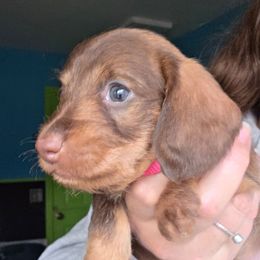 Chocolate wildboar wire girl - Wild  boar and tan female Dachshund puppy in Declo, Idaho from Dozendachs