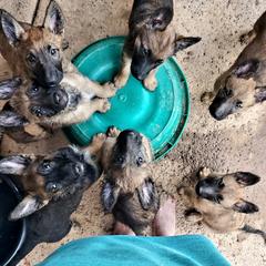 Belgian Laekenois Puppies from Cal Curly Coats Belgian Laekenois