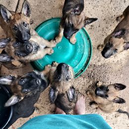 Belgian Laekenois Puppies from Cal Curly Coats Belgian Laekenois
