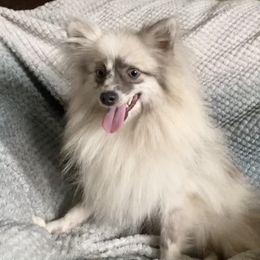 Gelo - Pomeranian