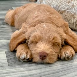Australian Labradoodle Puppies from Integrity Labradoodles