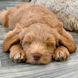 Australian Labradoodle Puppies from Integrity Labradoodles