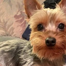 Maltese, Maltipoos, Poodles, and Yorkshire Terriers from Michael Chang's Breeding Program