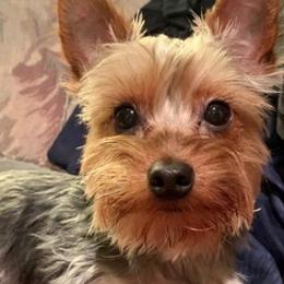 Maltese, Maltipoos, Poodles, and Yorkshire Terriers from Michael Chang's Breeding Program
