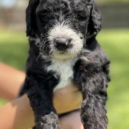 Bernedoodle Puppies from Creekside Doodles
