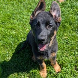 Sprout - Black and red male German Shepherd puppy in Waterloo, New York from Von Nikolaos German Shepherds