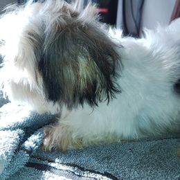 Morkie and Yorkshire Terrier Puppies from Cathy Burns