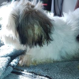 Morkie and Yorkshire Terrier Puppies from Cathy Burns