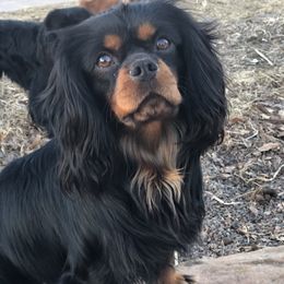 Alfalfa - Cavalier King Charles Spaniel