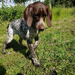 German Shorthaired Pointers from LakeHaus German Shorthairs