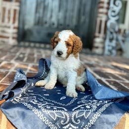 Gray - Parti male Goldendoodle puppy in Celina, Texas from Kennedy Doodles