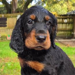 Boy 4 - Black and tan male Gordon Setter puppy in Milton, Florida from Katherine's Golden Retrievers, Gordon Setters, and English Setters