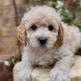 Spy - Apricot male Cavapoo puppy in Arlington, Texas from Van Haselen Poodles and Doodles