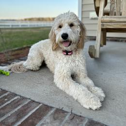 Elsa - Goldendoodle