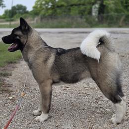 Buffy - Akita