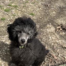 Jack (Lime Green) - Silver male Poodle puppy in Cabool, Missouri from Rafter B Farms
