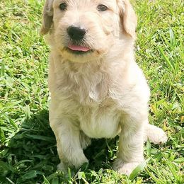Goldendoodle Puppies from Fairfax Farms
