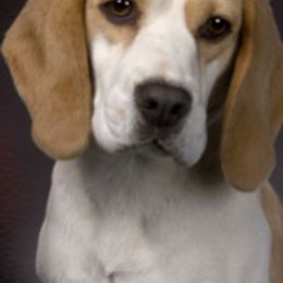 Beagles from HA-Penny Beagles