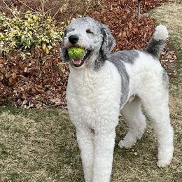 Finn - Poodle