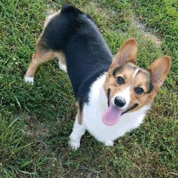 Stella - Pembroke Welsh Corgi